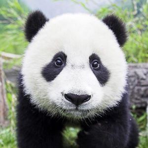 Meet your Posher, Sunshine